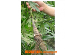 ���ڵĹ�Ч������
