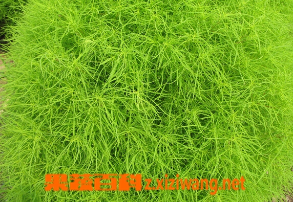 ���߰ٿƵط���