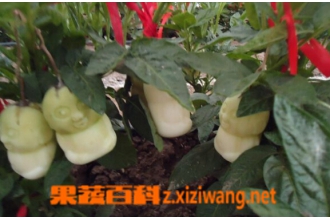 ��ҩ�˲ι���Ч������