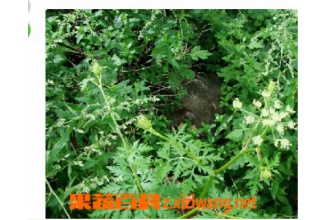޻���Ĺ�Ч������