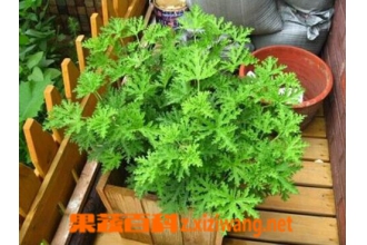 ���ò�����Щ ���ò���ֳ����