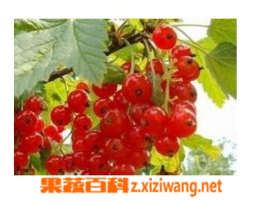 ���߰ٿƴ���