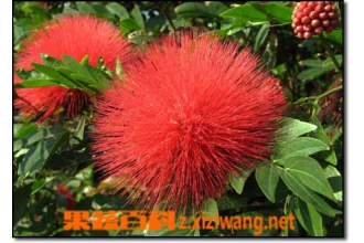 ��ӧ���Ĺ�Ч������