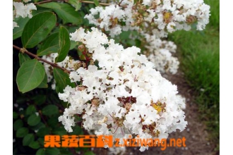 ��ޱ�Ĺ�Ч������