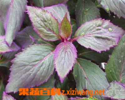 ���߰ٿ��϶���