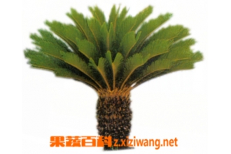 ��鵵Ĺ�Ч������