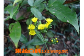 �̷�ݵĹ�Ч������