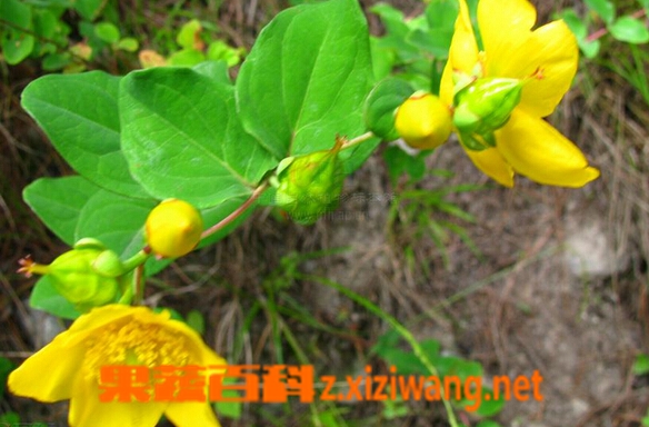 ���߰ٿƶ����˿��