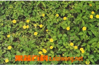 ���ײݵĹ�Ч��������Щ
