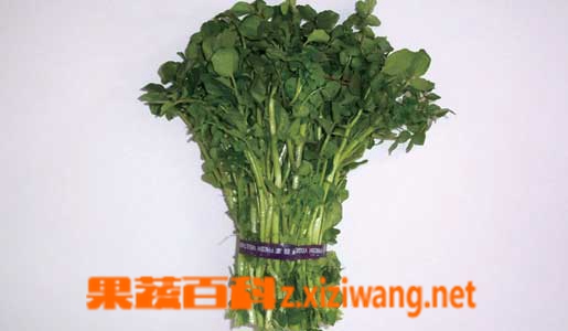 ���߰ٿ������