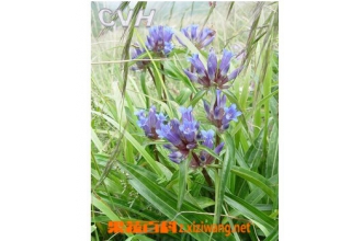 ��ܴjiao�Ĺ�Ч������