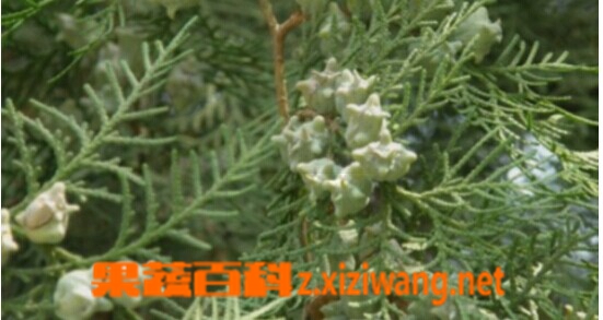 ���߰ٿƲಮҶ
