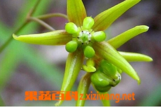 �쳤��Ĺ�Ч������