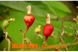�㶹ޢ�Ĺ�Ч������