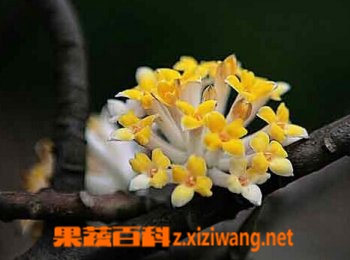 ���㻨�Ĺ�Ч��������Щ