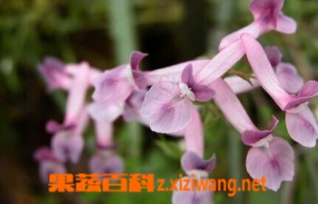 ���߰ٿ�������