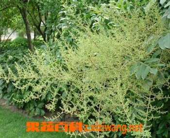 �屶�ӵĹ�Ч������ �屶�ӵĸ�����