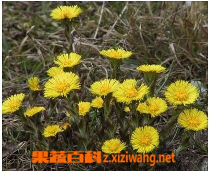 ���߰ٿƿ��