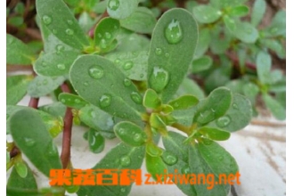 ���ݲݵĹ�Ч������