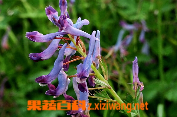 ���߰ٿ�ɽ�ȹ�