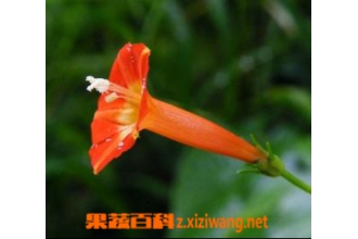 �Ⱥ����ܵĹ�Ч������