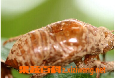 ���߰ٿƲ���