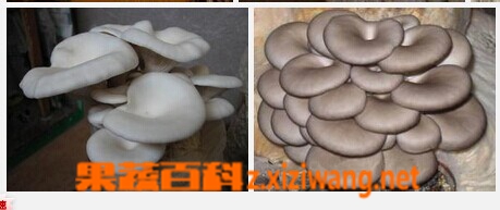 ���߰ٿ�ƽ�����β��