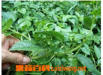 ���߰ٿ����۲�