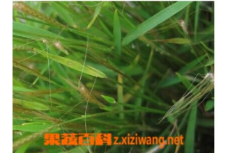 ��˿�ݵĹ�Ч������