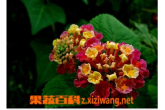 ��ɫ÷��ô�� ��ɫ÷����ֳ����