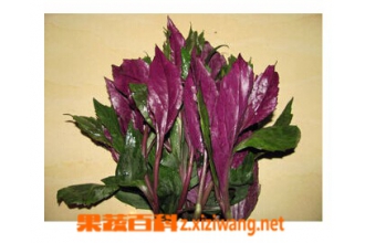 �ϱ��˵Ĺ�Ч������