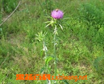 ���ϵ������빦Ч