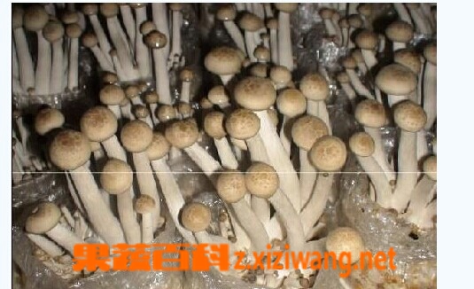 ���߰ٿ�зζ��