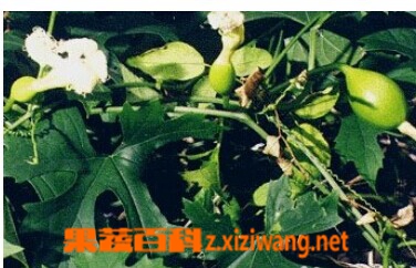 ���߰ٿƹ�����