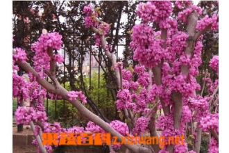 �Ͼ�Ƥ�Ĺ�Ч������