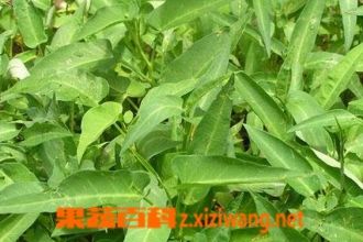 ޳�˸ɵĹ�Ч������