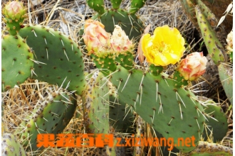 ��ܽ����ʲô ��ܽ�صĹ�Ч������