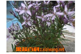 ˮ��֥ͼƬ ˮ��֥�Ĺ�Ч������