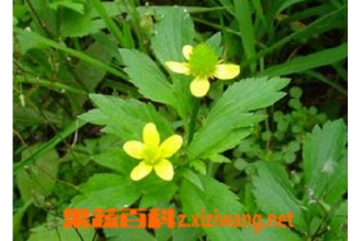 �Կ۲ݵĹ�Ч������