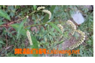 ��ޤ�Ĺ�Ч������