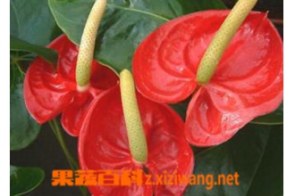 ���滨�Ĺ�Ч������