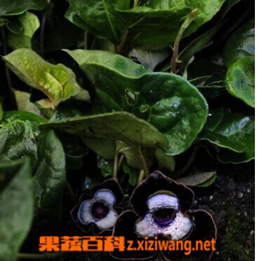 ���߰ٿƱ�ϸ���Ĺ�Ч������ 