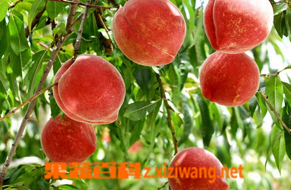���߰ٿ��и��ܲ��ܳ�����