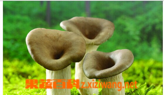 ���߰ٿƺ����ߵ�ʳ������Щ 