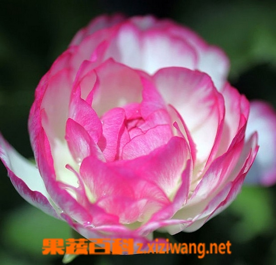 ���߰ٿƻ�ëݢ