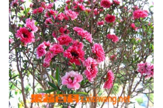 �ɺ�÷�Ĺ�Ч������