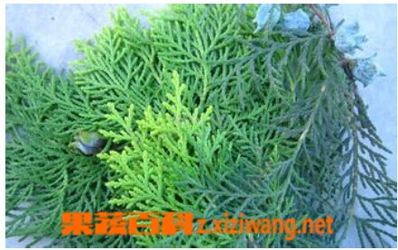 ���߰ٿ�ɣҶ���Ҷ�ඡ��