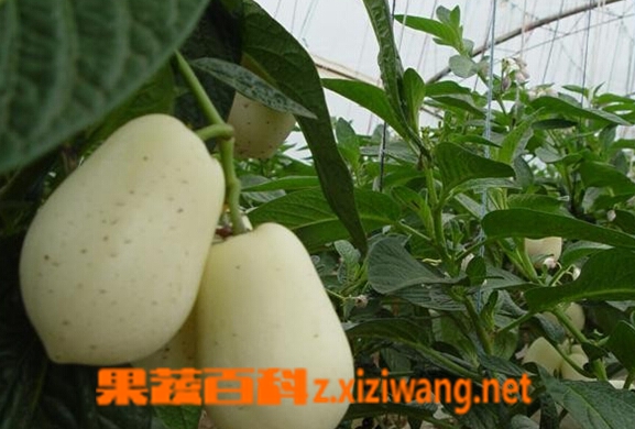 ���߰ٿ��˲ι�