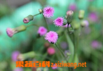 һ���Ұ�˵������͹�Ч