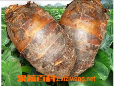 ���߰ٿ�������ͷ